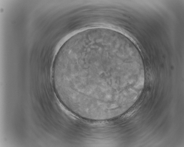 X0000067391535200604211620