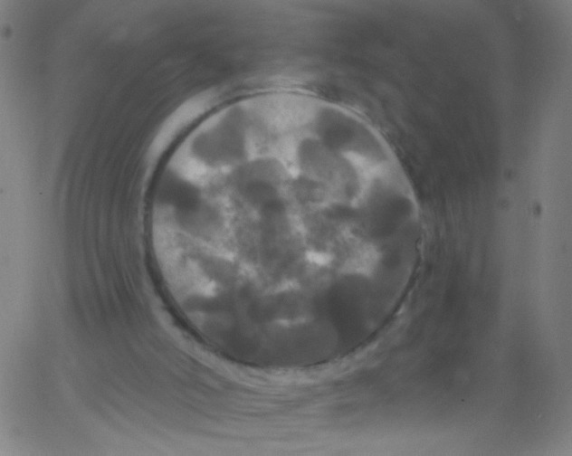 X0000067390006200604281854