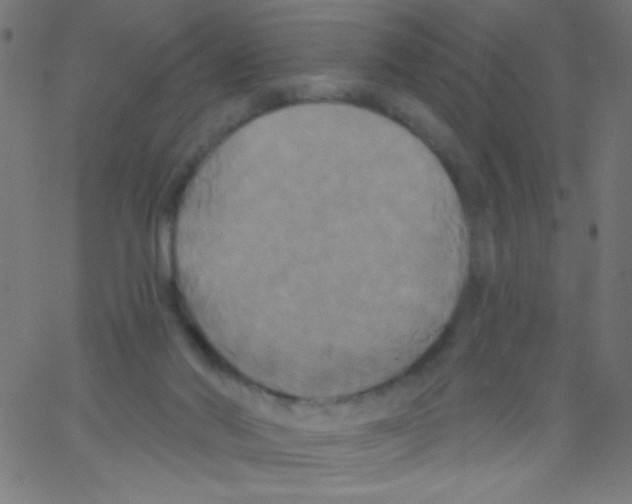 X0000067390022200604281854