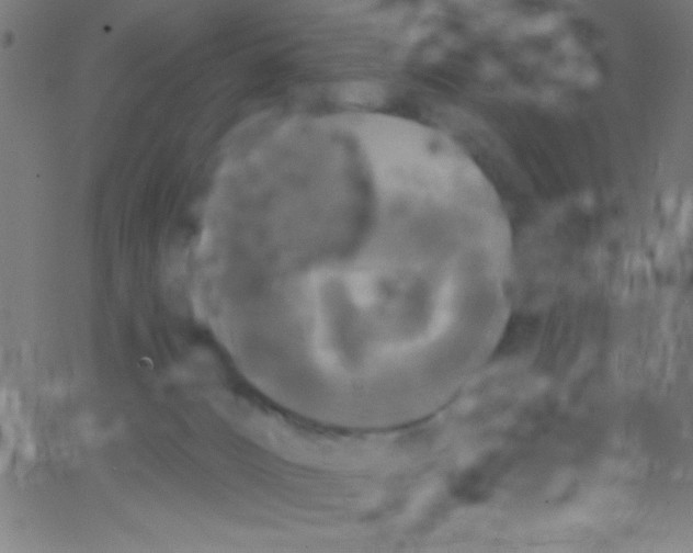 X0000067390032200604281854