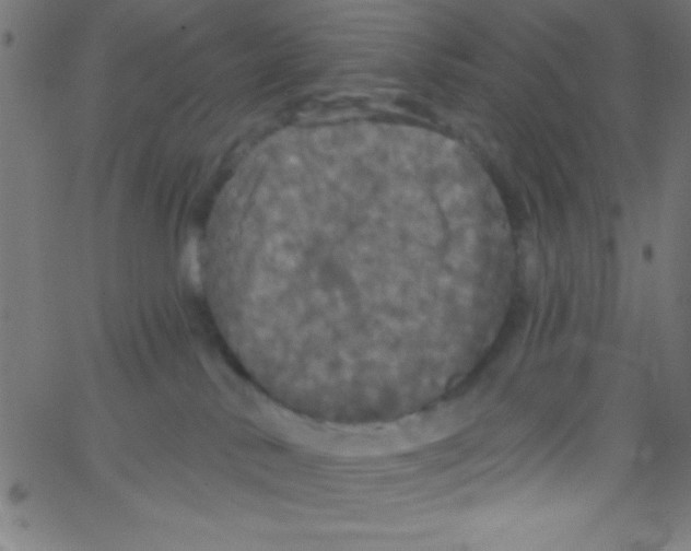 X0000067390042200604281853