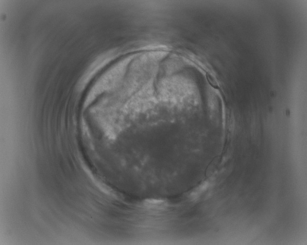 X0000067390055200604281853