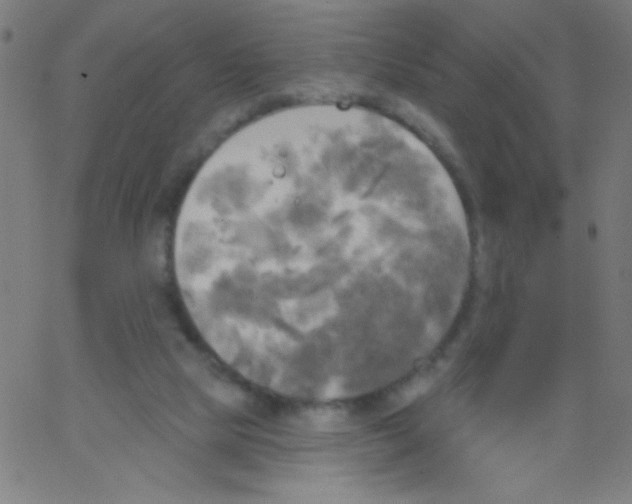 X0000067390065200604281853