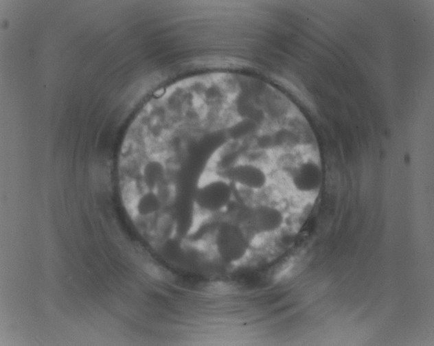 X0000067390111200604281852