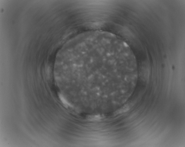 X0000067390131200604281852