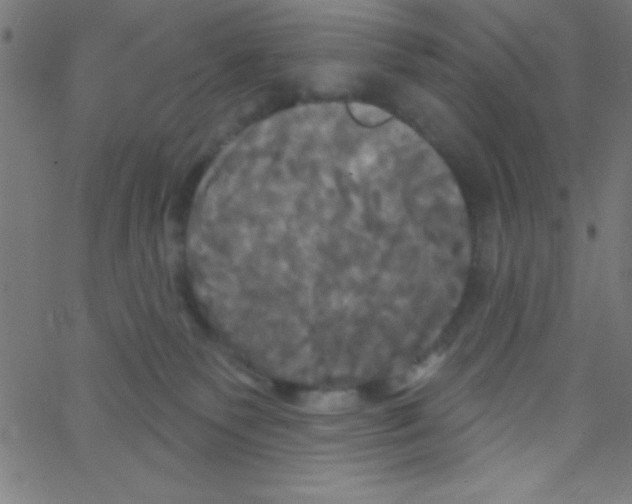 X0000067390135200604281852