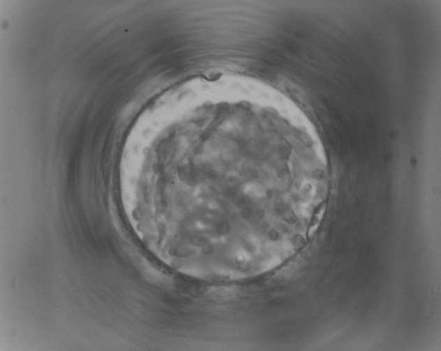 X0000067390145200604281851