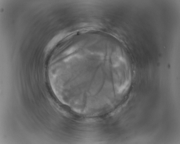 X0000067390149200604281851