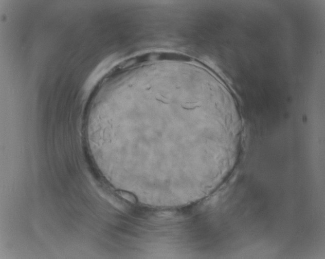 X0000067390151200604281851