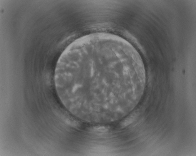 X0000067390161200604281851