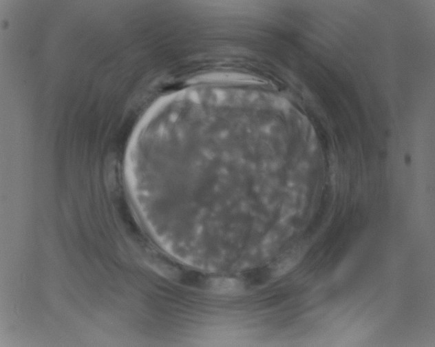 X0000067390169200604281851