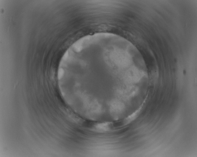 X0000067390178200604281851