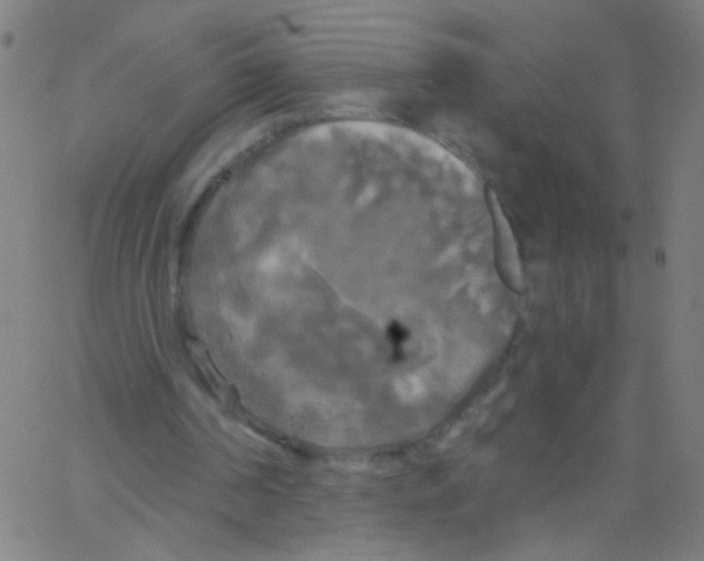 X0000067390194200604281851