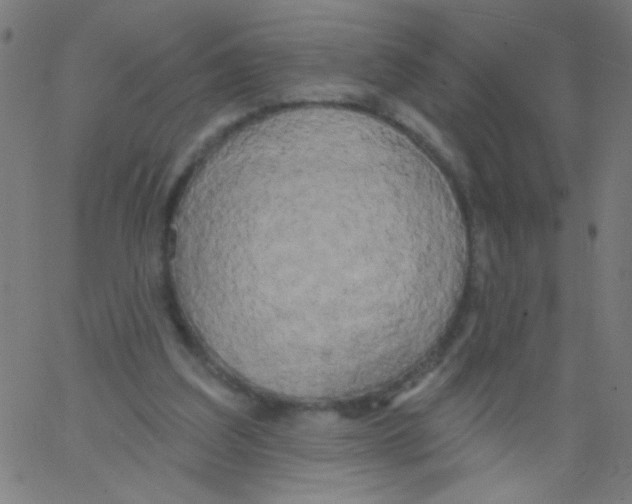 X0000067390203200604281851