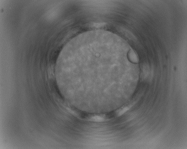 X0000067390236200604281850