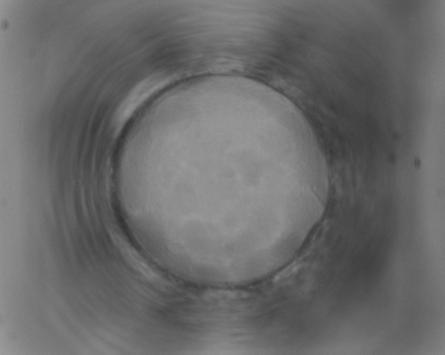 X0000067390242200604281849