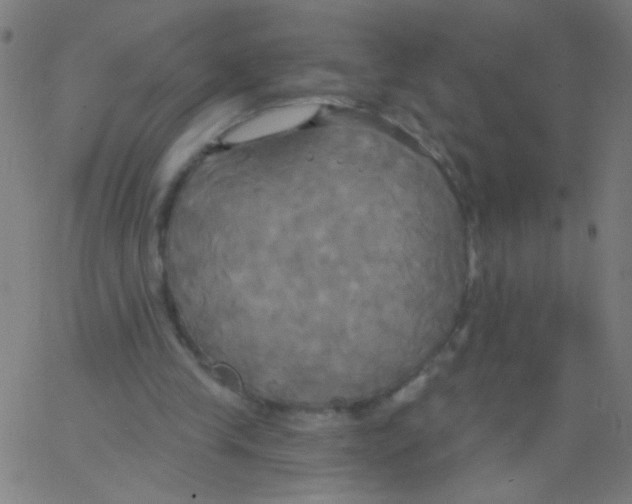 X0000067390245200604281849