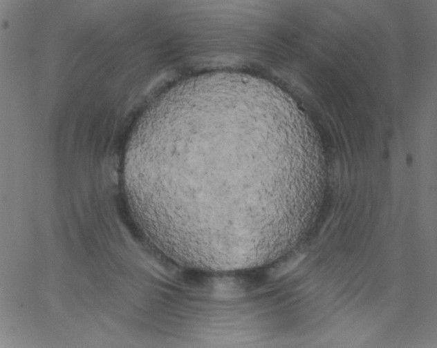 X0000067390264200604281850