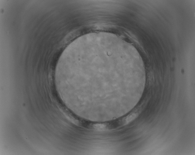 X0000067390265200604281850