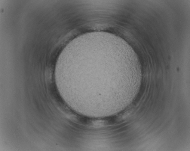 X0000067390268200604281850