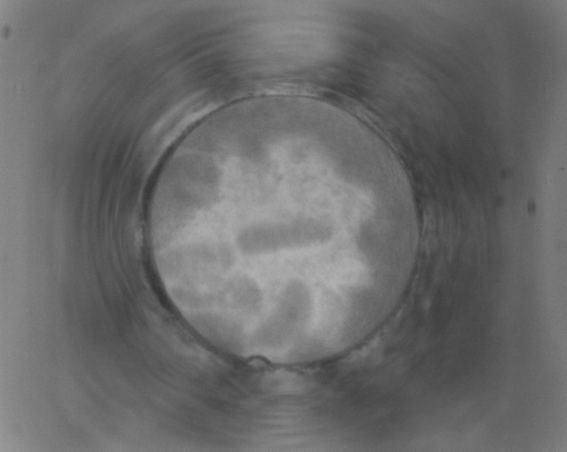 X0000067390290200604281849