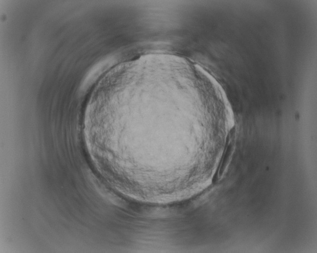 X0000067390293200604281849