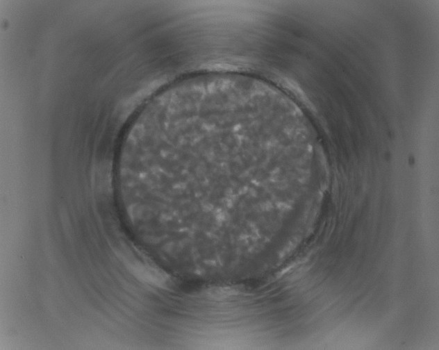 X0000067390299200604281849