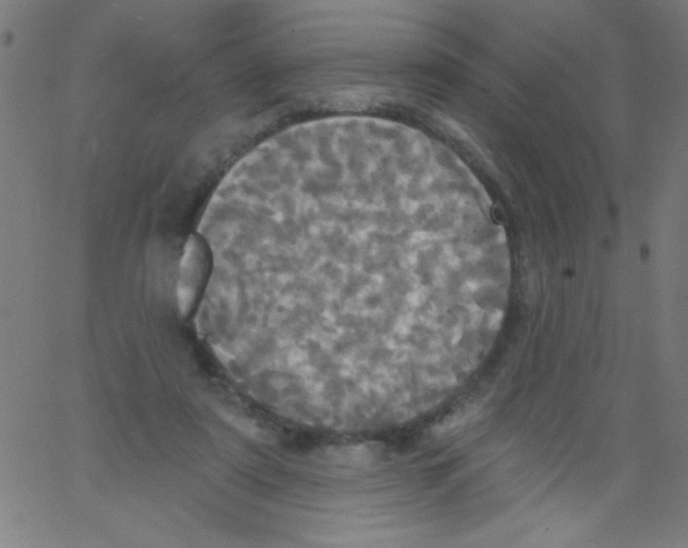 X0000067390307200604281849