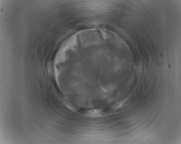 X0000067390335200604281849