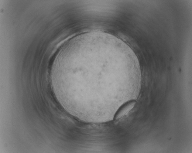 X0000067390338200604281848