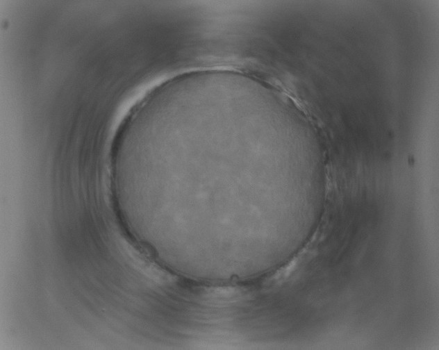 X0000067390342200604281848