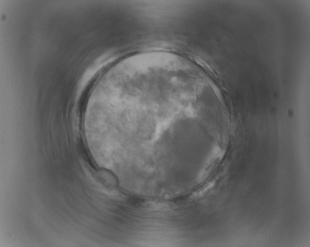 X0000067390343200604281848