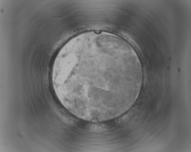 X0000067390346200604281848