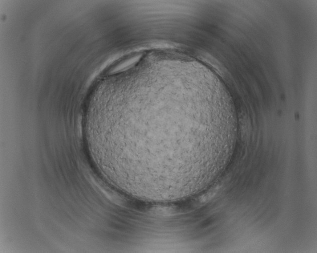 X0000067390350200604281848