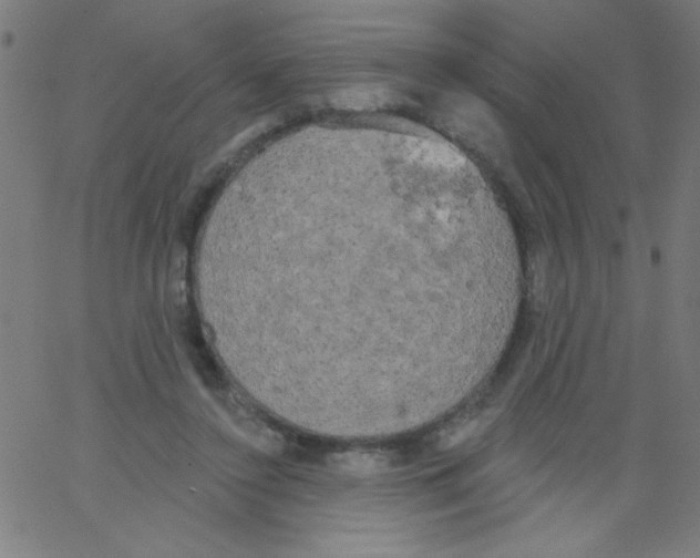 X0000067390356200604281848