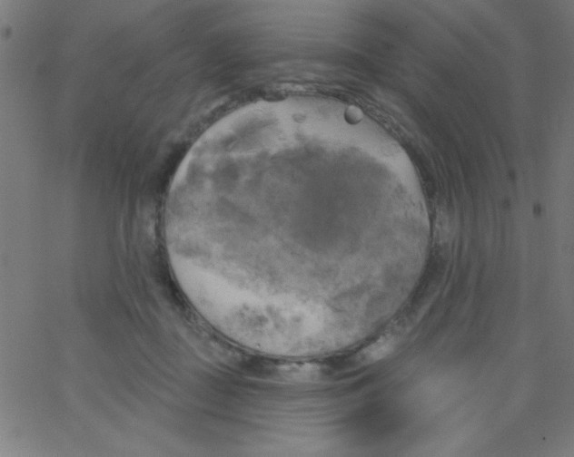 X0000067390363200604281848