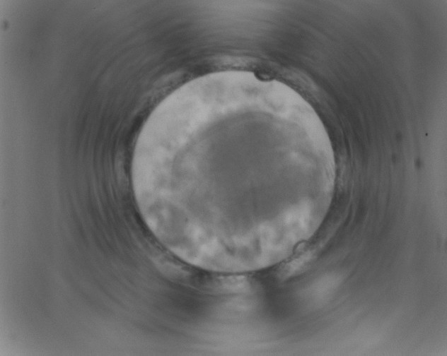 X0000067390377200604281848