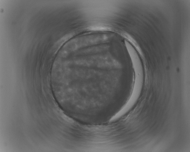 X0000067390385200604281848