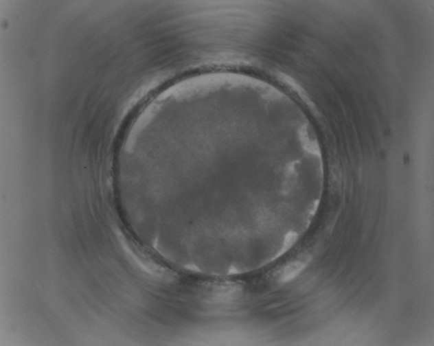 X0000067390443200604281846