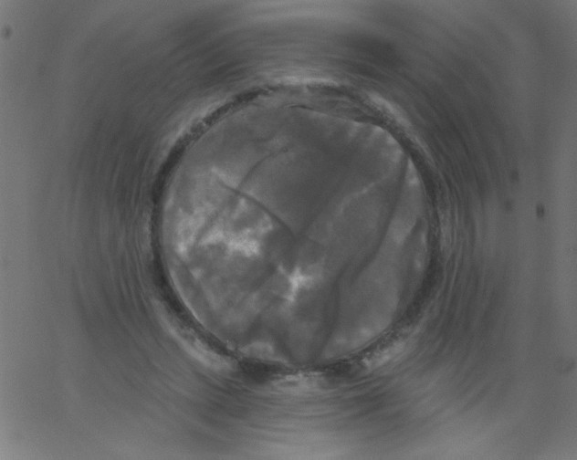 X0000067390447200604281846