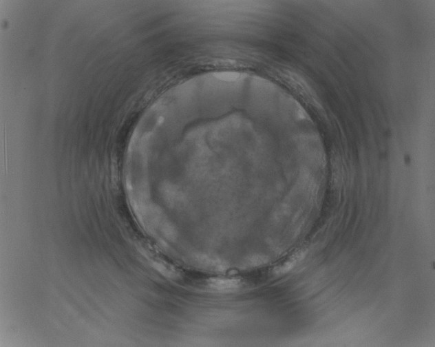 X0000067390457200604281846