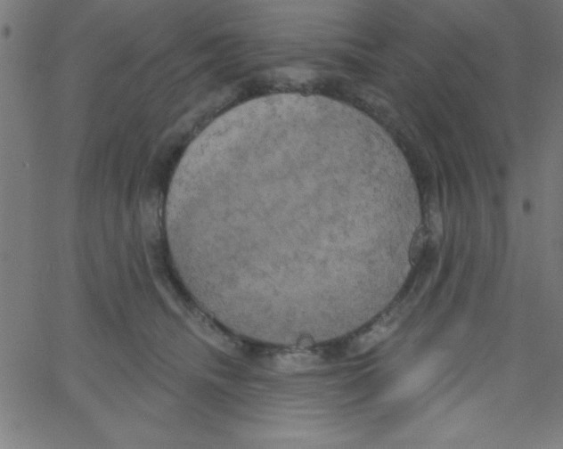 X0000067390468200604281847