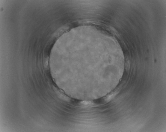 X0000067390477200604281847