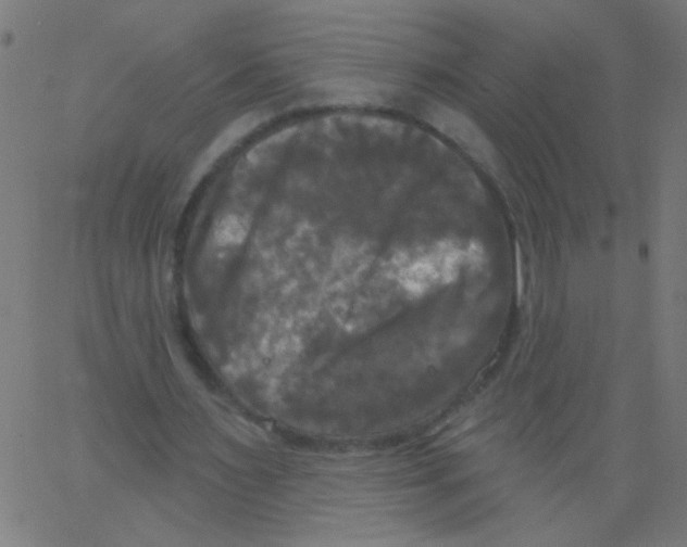 X0000067390483200604281846