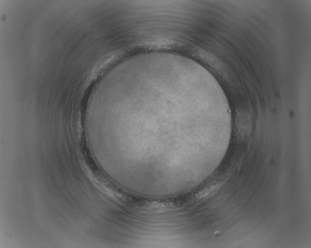 X0000067390494200604281846