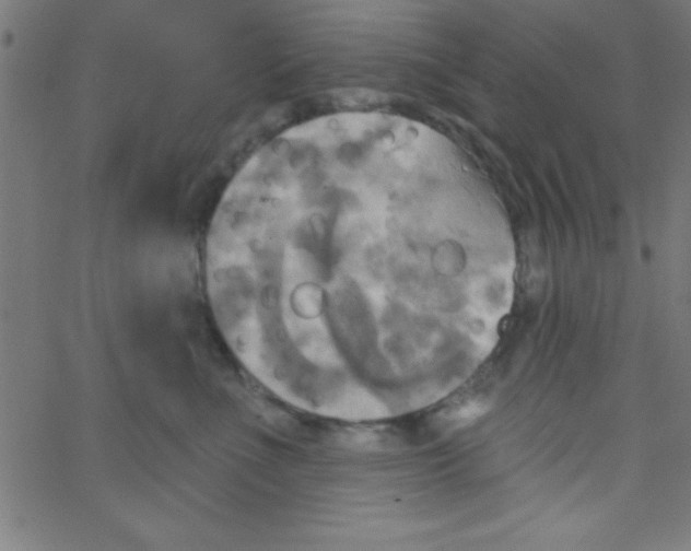 X0000067390523200604281845