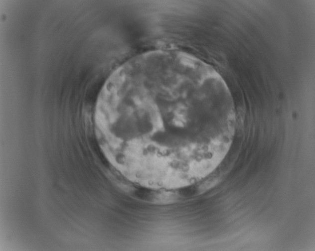 X0000067390527200604281845