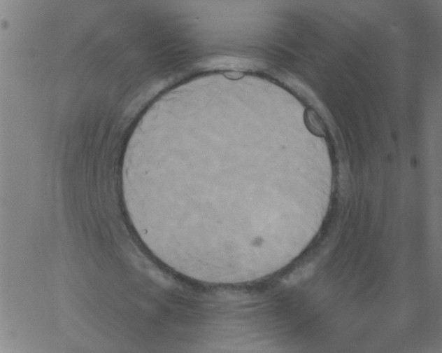 X0000067390529200604281844