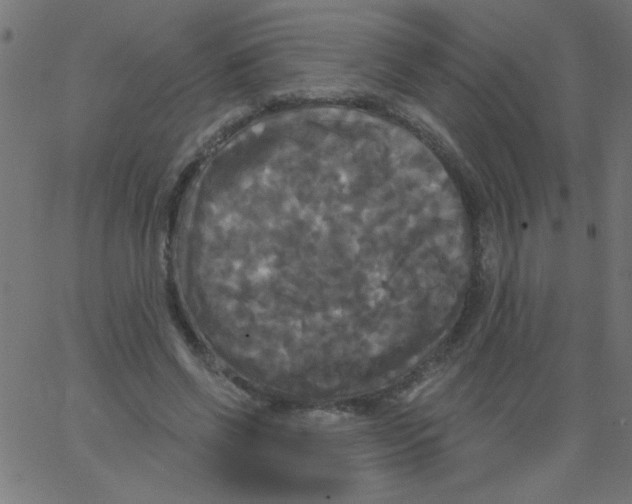 X0000067390542200604281845