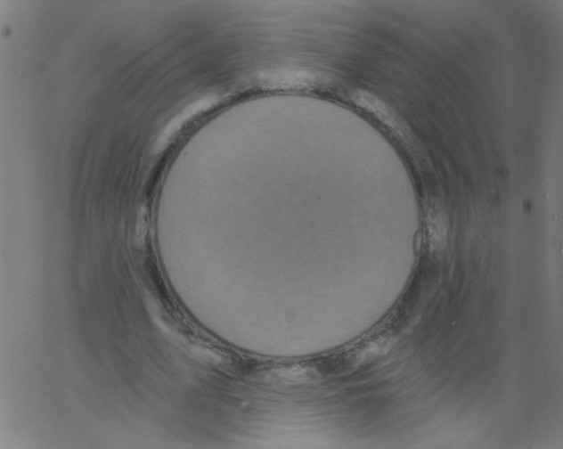 X0000067390583200604281844